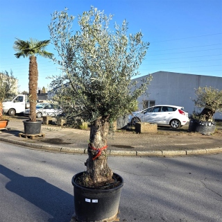 Olivenbaum "Olea Europaea" (Nr.29) 90cm Stammu....