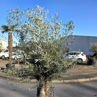 Olivenbaum "Olea Europaea" (Nr.29) 90cm Stammu. 250cm hoch