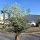 Olivenbaum "Olea Europaea" (Nr.29) 90cm Stammu. 250cm hoch
