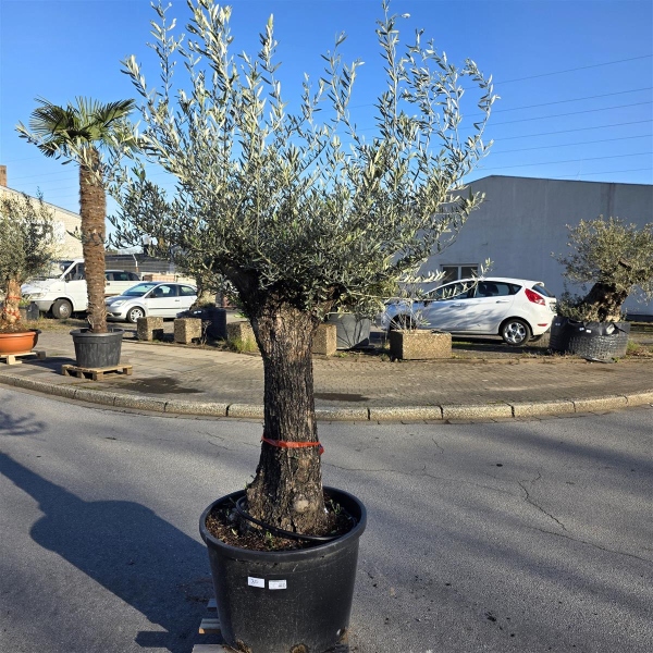 Olivenbaum "Olea Europaea" (Nr.30) 80cm Stammu. 250cm hoch