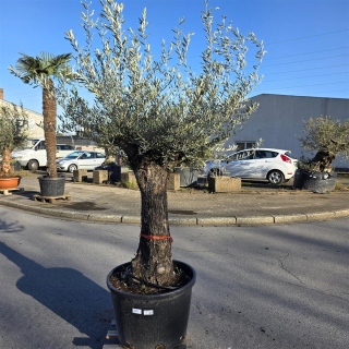 Olivenbaum "Olea Europaea" (Nr.30) 80cm Stammu....