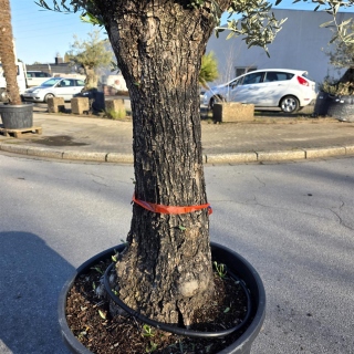 Olivenbaum "Olea Europaea" (Nr.30) 80cm Stammu. 250cm hoch