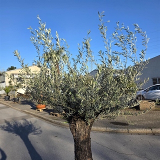 Olivenbaum "Olea Europaea" (Nr.30) 80cm Stammu. 250cm hoch