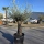 Olivenbaum "Olea Europaea" (Nr.30) 80cm Stammu. 250cm hoch