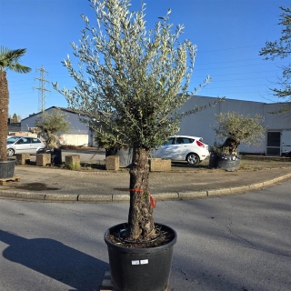 Olivenbaum "Olea Europaea" (Nr.32) 65cm Stammu....