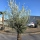 Olivenbaum "Olea Europaea" (Nr.32) 65cm Stammu. 250cm hoch