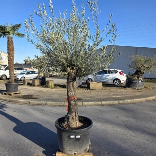 Olivenbaum "Olea Europaea" (Nr.33) 65cm Stammu....
