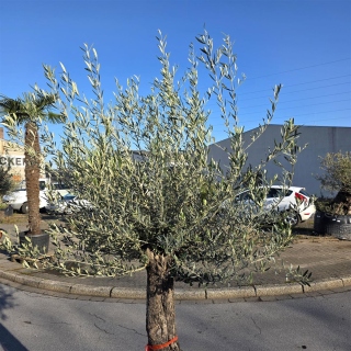 Olivenbaum "Olea Europaea" (Nr.33) 65cm Stammu. 250cm hoch