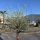 Olivenbaum "Olea Europaea" (Nr.33) 65cm Stammu. 250cm hoch