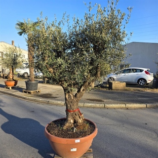 Olivenbaum Schale Nummer 1