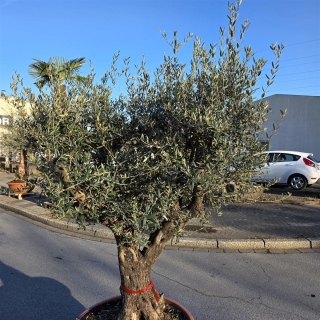 Olivenbaum Schale Nummer 1 70cm Stammumfang