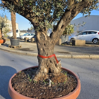 Olivenbaum "Olea Europaea" 60cm Stammu. Schale 6 - Verzweigt