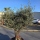 Olivenbaum Schale Nummer 1 70cm Stammumfang