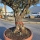 Olivenbaum "Olea Europaea" 60cm Stammu. Schale 6 - Verzweigt