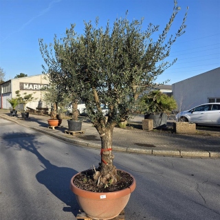 Olivenbaum Schale Nummer 1