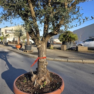 Olivenbaum Schale Nummer 1 70cm Stammumfang