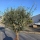 Olivenbaum "Olea Europaea" 60cm Stammu. Schale 7 - Verzweigt