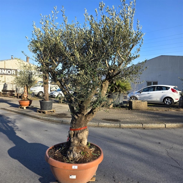 Olivenbaum Schale Nummer 1