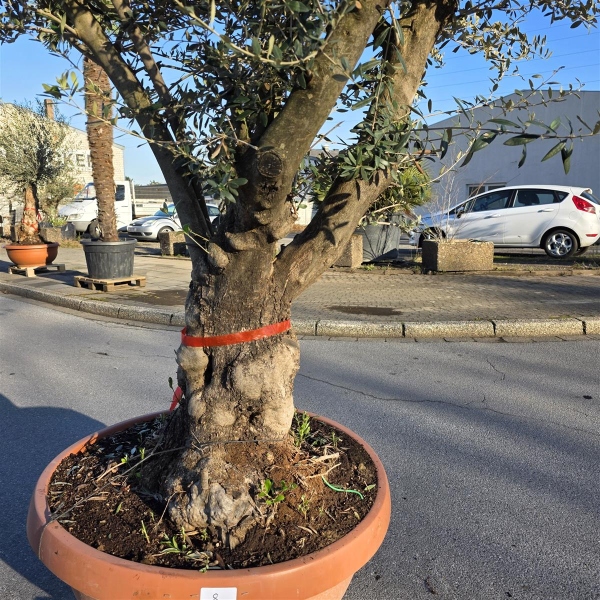 thuja formschnitt kugeln Kaufen Sie jetzt Konifere Lebensbaum Thuja XL mehrere Kugeln - Winterhart  kaufen main image 1