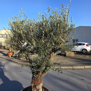 Olivenbaum "Olea Europaea" 100cm Stammu. Schale 8 - Verzweigt