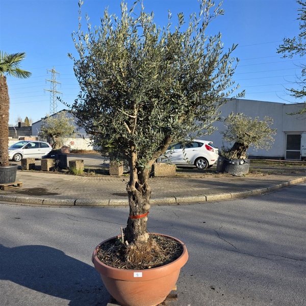 Olivenbaum Schale Nummer 1