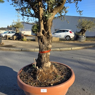 Olivenbaum Schale Nummer 1 70cm Stammumfang