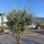 Olivenbaum "Olea Europaea" 70cm Stammu. Schale 9 - Verzweigt