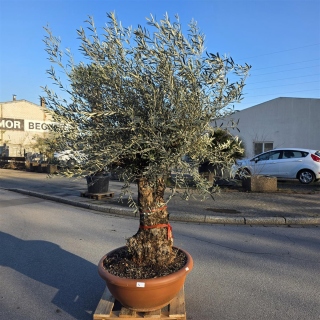 Olivenbaum Schale Nummer 1