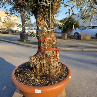 Olivenbaum Schale Nummer 1 70cm Stammumfang