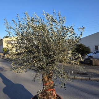 Olivenbaum "Olea Europaea" 80-120cm Stammu. Schale 4 Bonsai