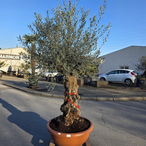 Olivenbaum Schale Nummer 1