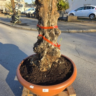 Olivenbaum Schale Nummer 1 70cm Stammumfang