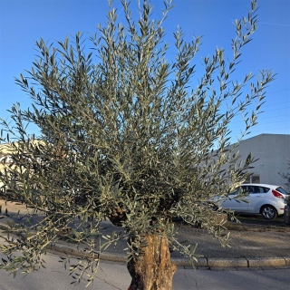 Olivenbaum "Olea Europaea" 100cm Stammu. Schale 5 Bonsai