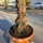 Olivenbaum Schale Nummer 1 70cm Stammumfang