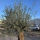 Olivenbaum "Olea Europaea" 100cm Stammu. Schale 5 Bonsai