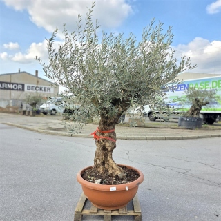 Olivenbaum Schale Nummer 1