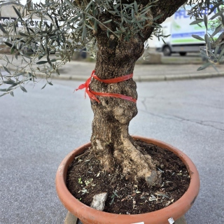 Olivenbaum Schale Nummer 1 70cm Stammumfang