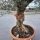 Olivenbaum Schale Nummer 1 70cm Stammumfang