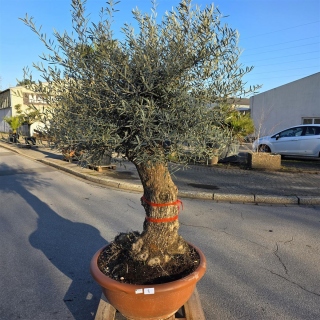 Olivenbaum Schale Nummer 1
