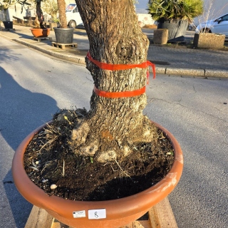 Olivenbaum Schale Nummer 1 70cm Stammumfang