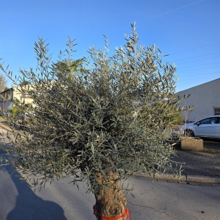 Olivenbaum "Olea Europaea" 85cm Stammu. Schale 8 Bonsai