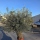 Olivenbaum "Olea Europaea" 85cm Stammu. Schale 8 Bonsai