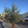Olivenbaum "Olea Europaea" 90cm Stammu. Schale 9 Bonsai