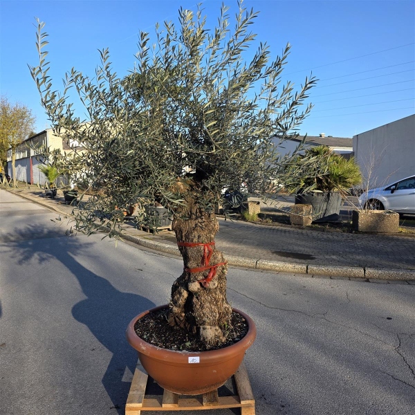 Olivenbaum Schale Nummer 1