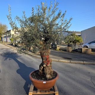 Olivenbaum Schale Nummer 1
