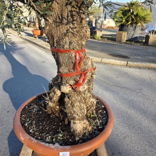 Olivenbaum Schale Nummer 1 70cm Stammumfang