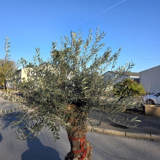 Olivenbaum "Olea Europaea" 115cm Stammu. Schale 10 Bonsai