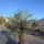 Olivenbaum "Olea Europaea" 115cm Stammu. Schale 10 Bonsai