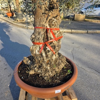 Olivenbaum Schale Nummer 1 70cm Stammumfang
