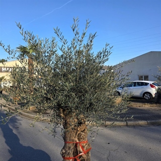 Olivenbaum "Olea Europaea" 95cm Stammu. Schale 11 Bonsai